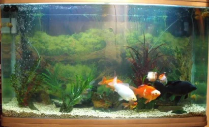 new_tank.webp