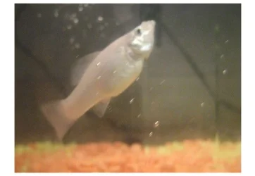 mollyfish.webp mollyfish.webp