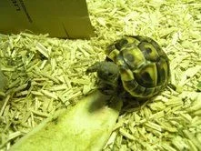 herbie_beg.webp