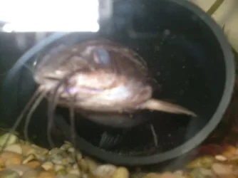 jaws2.webp