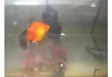 platy.webp