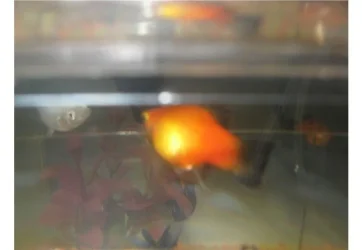 platy1.webp