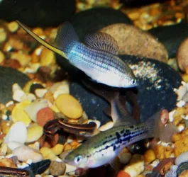 post_699_1234292014_thumb.webp
