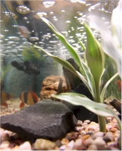 tank.webp