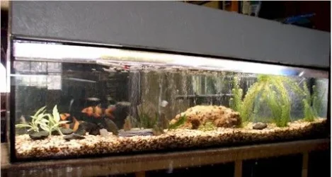 tank2.webp