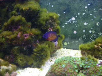angelfish.webp