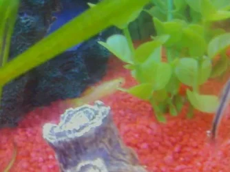 tank2_LOST_COLOUR.webp