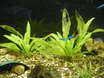 aquarium_001.webp
