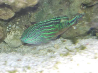 newwrasse.webp
