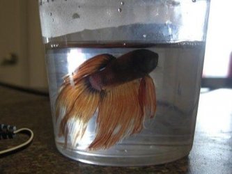 FishFish_0021.jpg FishFish_0021.jpg