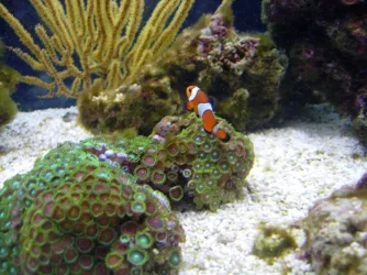 clown.webp