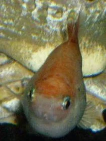 platy_0031.webp