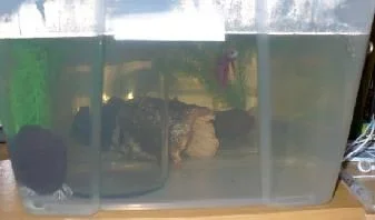 spawntank.webp