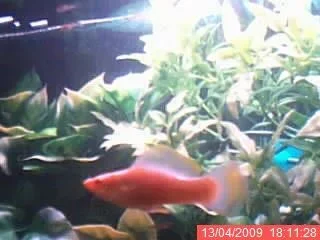 amazing_albino.webp