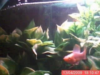 albino_2.webp
