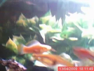 14.webp