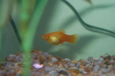 fish_1.webp