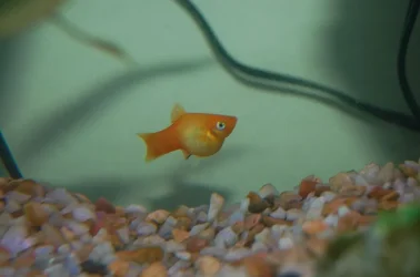 fish2.webp