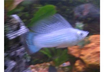 male_molly.webp male_molly.webp