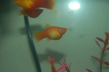 fish3.webp