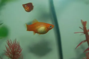 fish1.webp