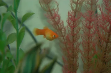 fish_2.webp