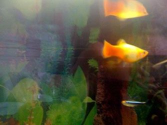 pregnant_fish.JPG