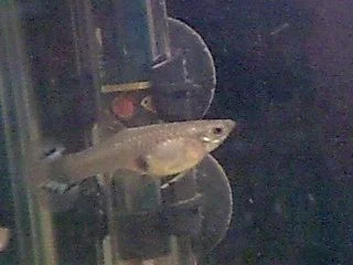 fish_pic.webp