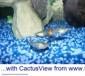 DSCF0250.webp