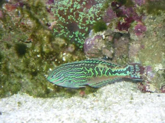 wrasse.webp