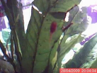 plec2.webp