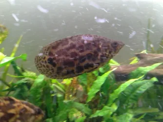 Bushfish1.webp