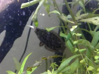 Bushfish2.webp