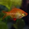 albino_tiger_barb.webp