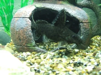 Picture_1.webp