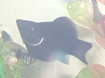 fish1.webp