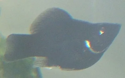 fish2.webp