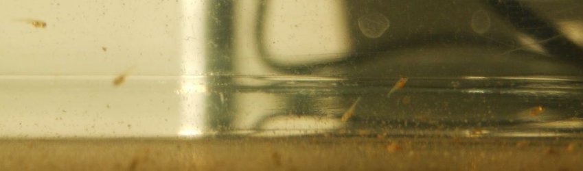 Cropped_silver_tipped_tetra_babies.jpg Cropped_silver_tipped_tetra_babies.jpg