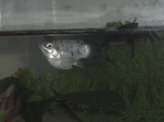 Fish_and_me_Pics_004.jpg