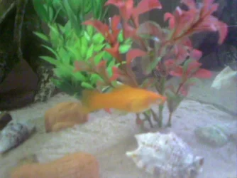 Pic_0041.webp