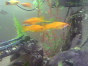 Pic_0042.webp