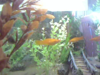 Pic_0043.webp