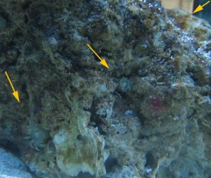 Unidentified.webp