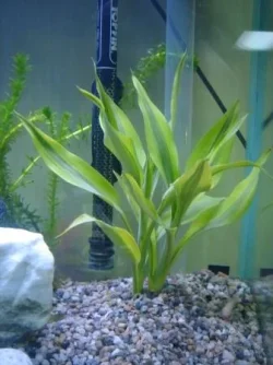 mysteryplant.webp mysteryplant.webp