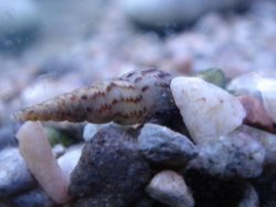 longsnail.jpg