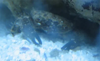 Crab.webp