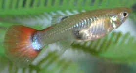 pregnantfemaleguppy8of.webp