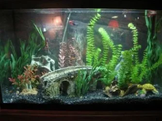 tank_medium.webp