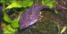 female.webp