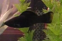 Fresh_fish_011ss.webp